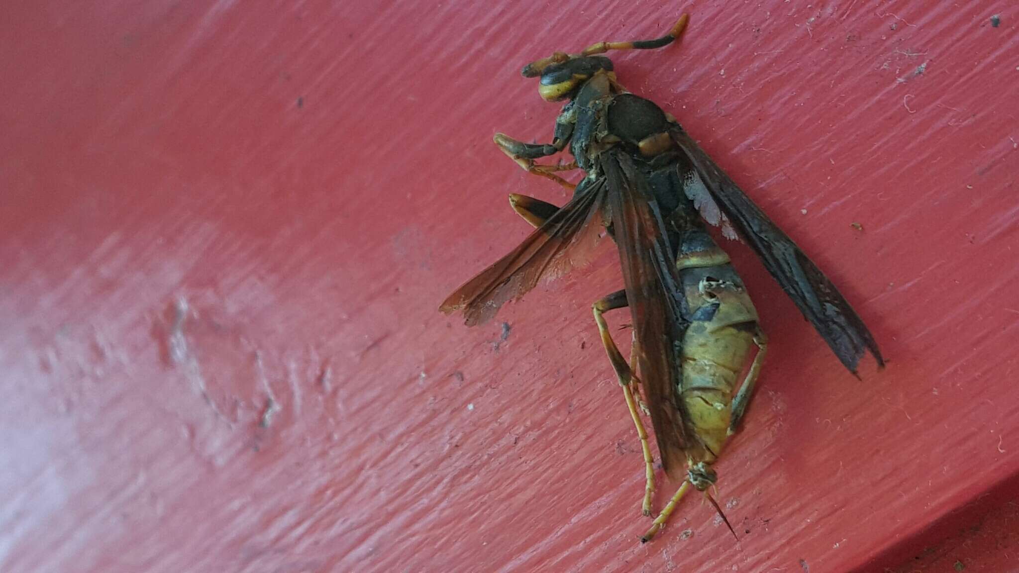 Image of Polistes comanchus navajoe Cresson 1868