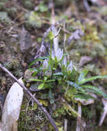 Image of Swertia japonica (Schult.) Makino