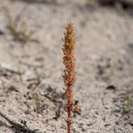 Image of Pygmyweed