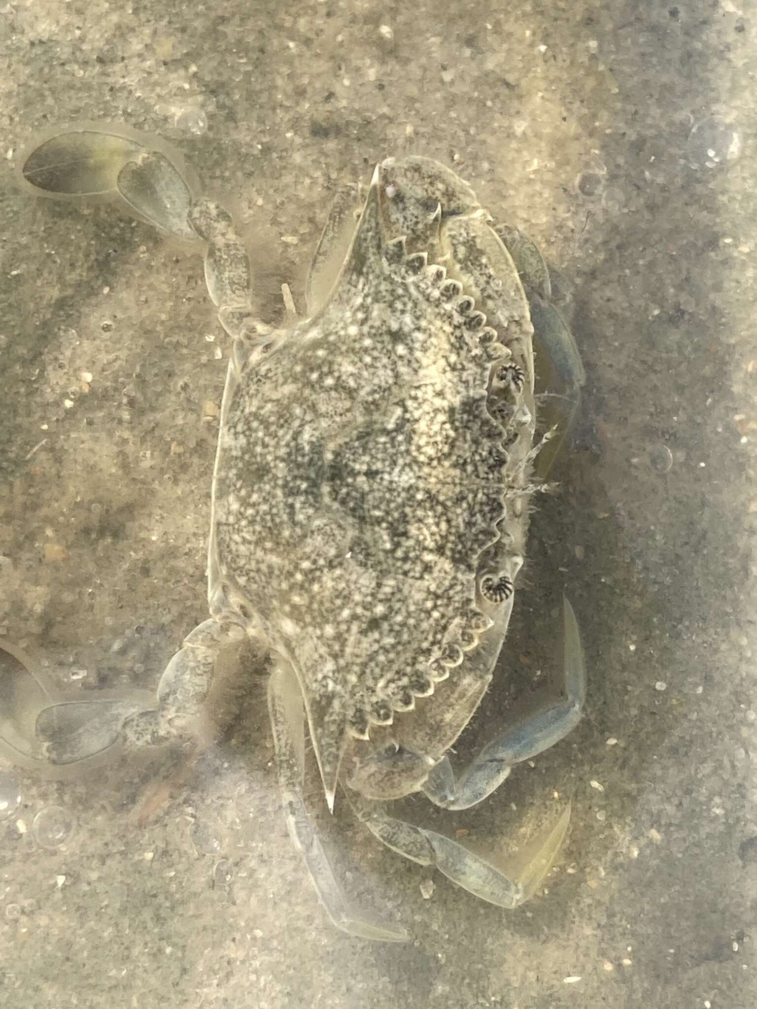 Image of lesser blue crab