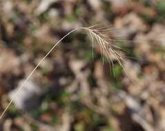 Image of Eastern Bottle-Brush Grass