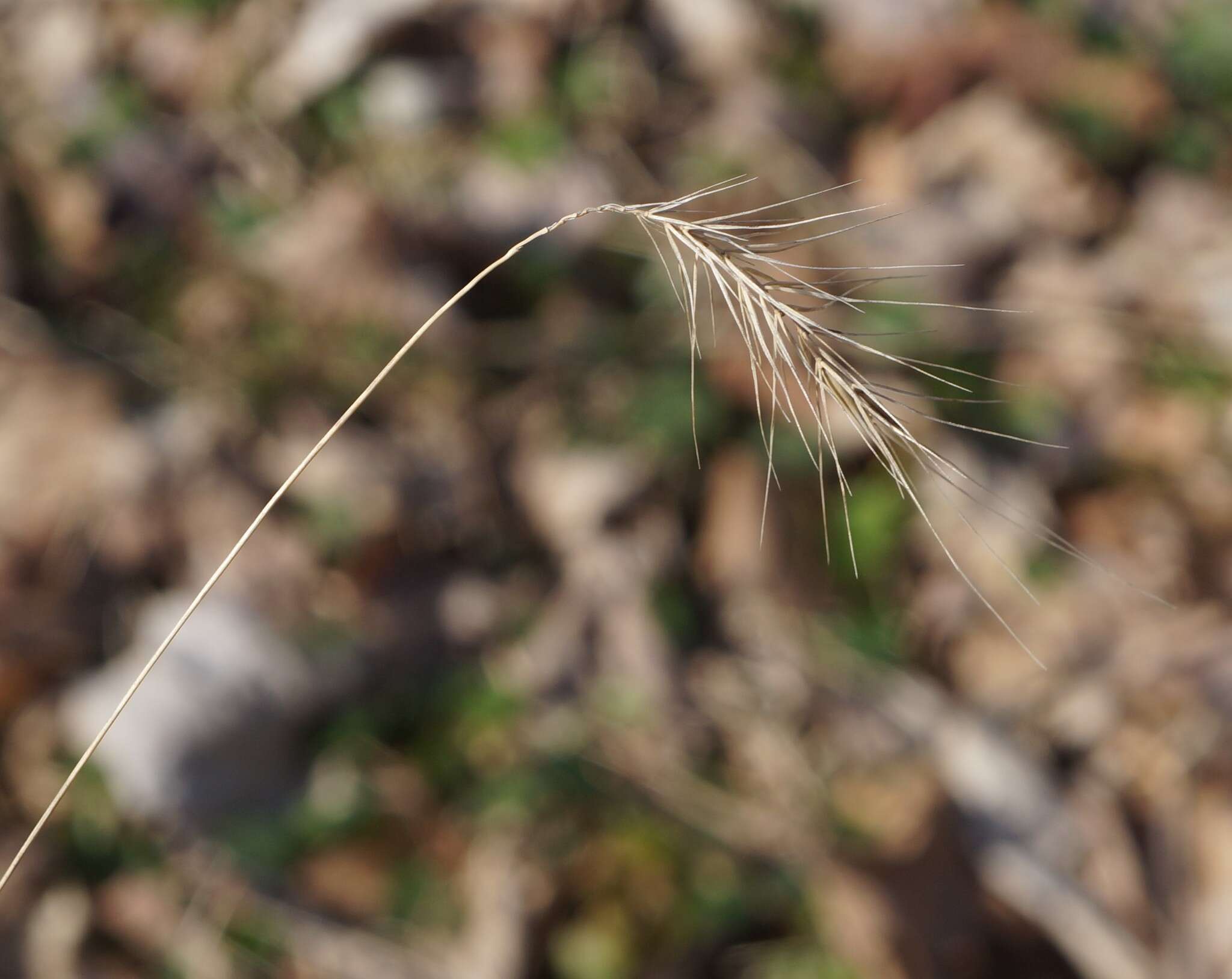 Image of Eastern Bottle-Brush Grass