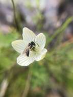 Image of Andrena parnassiae Cockerell 1902