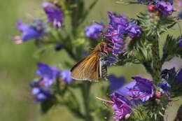 Image of Two-spotted Skipper