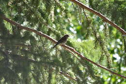 Image of Cassin's Finch