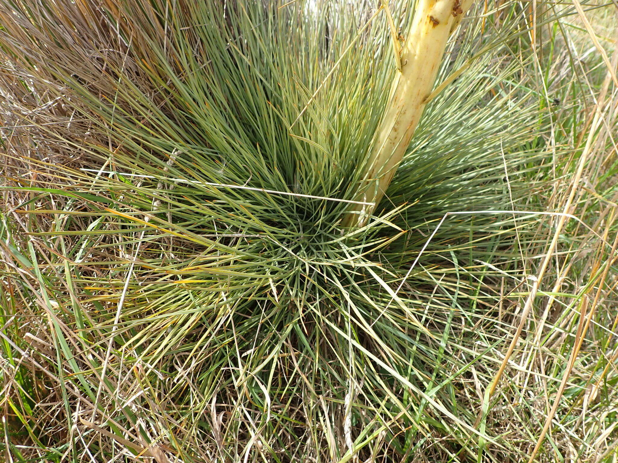 Image of Aciphylla subflabellata W. R. B. Oliv.