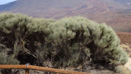 Image of Tiede White Broom