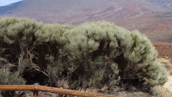 Image de Cytisus supranubius (L. fil.) Kuntze