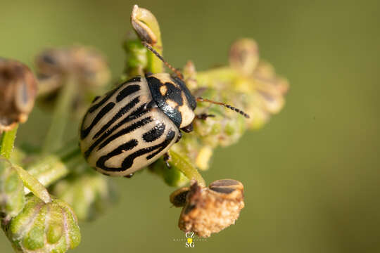 Image of Zygogramma (Zygospila) conjuncta (Rogers 1856)