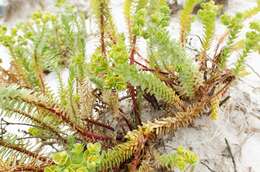 Image of sea spurge