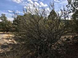 Plancia ëd Cercocarpus montanus var. paucidentatus (S. Wats.) F. L. Martin