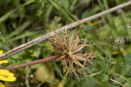 Image of Hyoseris radiata L.