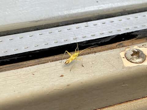 Image of Phytocoris laevis (Uhler 1895)