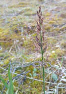 Image of polargrass