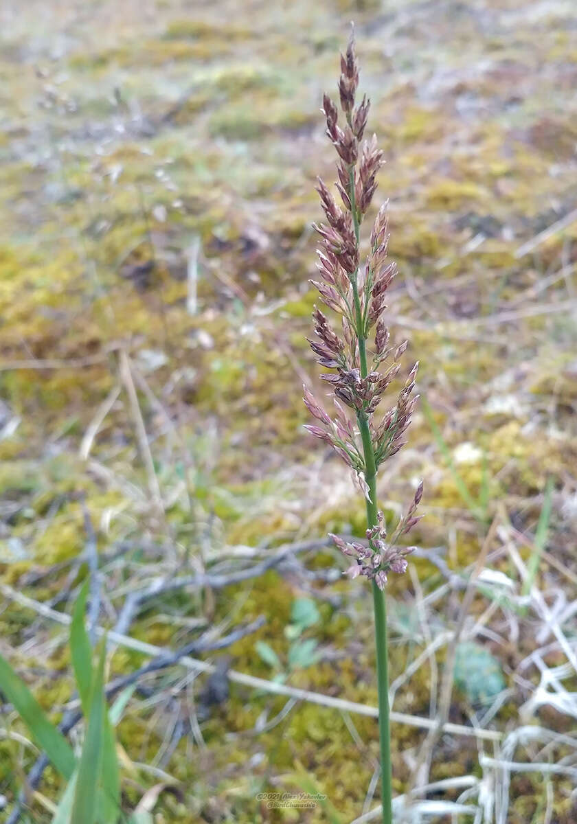 Imagem de Arctagrostis