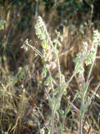 Image of Tuberaria macrosepala (Coss.) Willk.