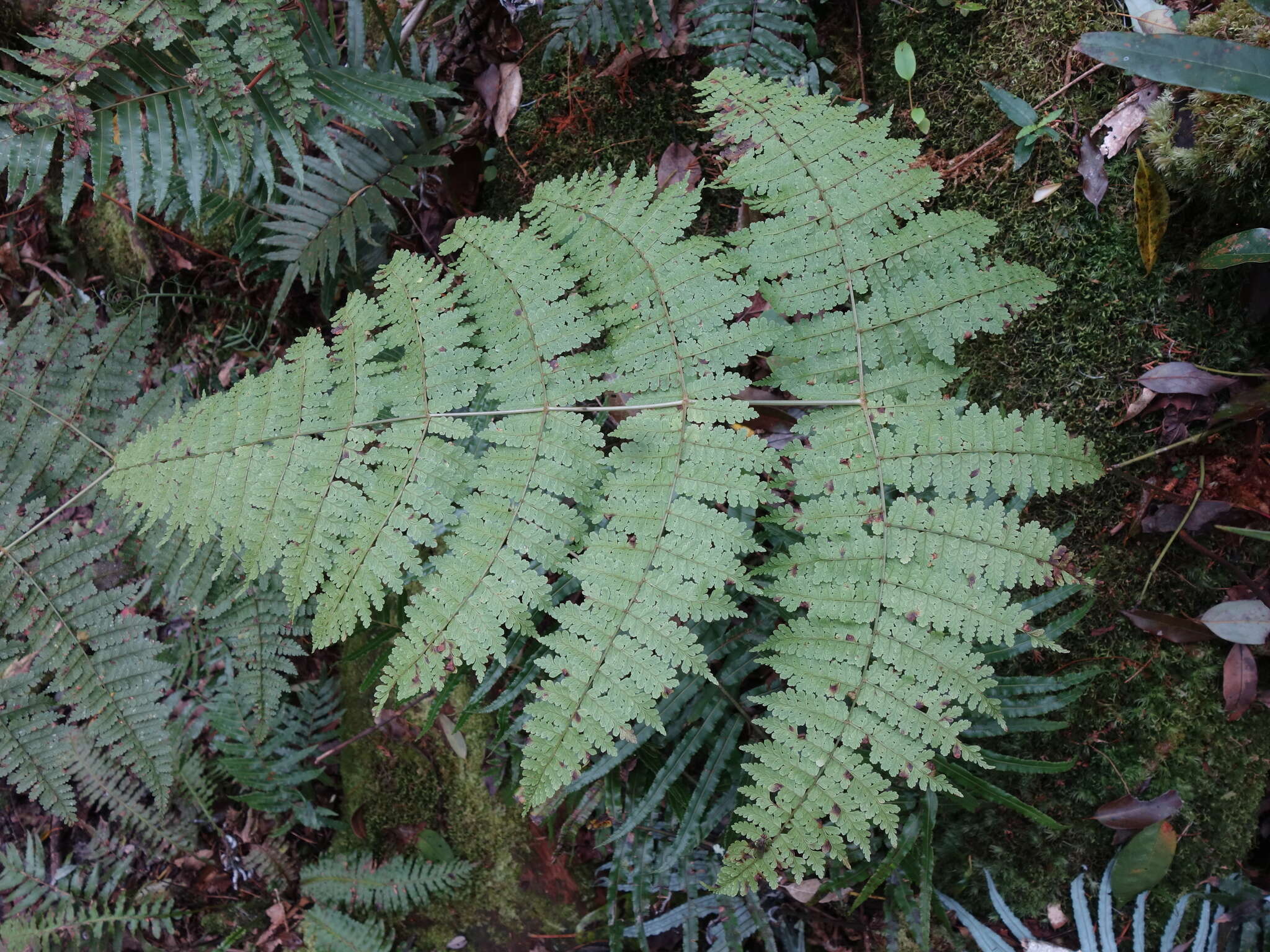 Image of Dryopteris paleolata (Pic. Serm.) Li Bing Zhang