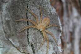 Image of Philodromus fuscomarginatus (De Geer 1778)