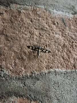 Image of Seven-spotted Handmaiden Moth