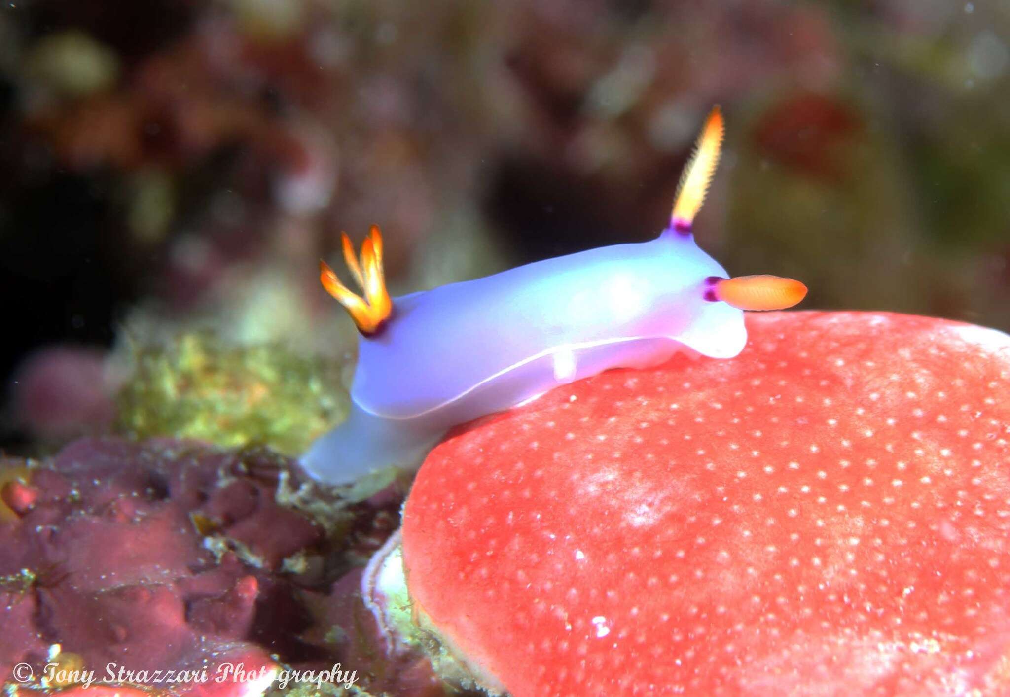 Image of Hypselodoris melanesica Gosliner & R. F. Johnson 2018