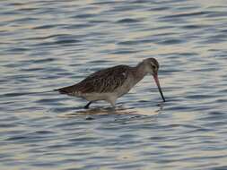 Limosa lapponica lapponica (Linnaeus 1758)的圖片