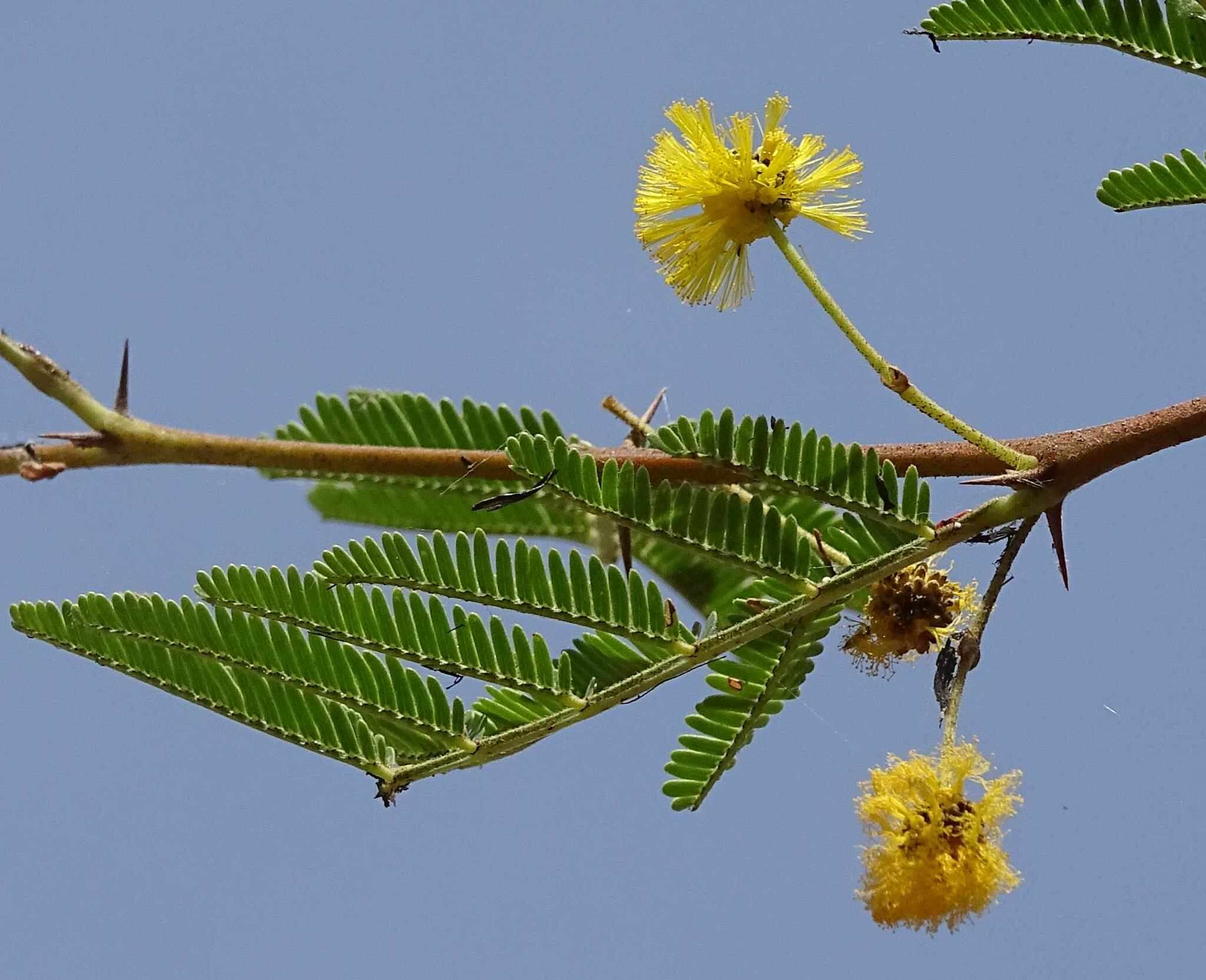 Image of Vachellia hockii (De Wild.) Seigler & Ebinger