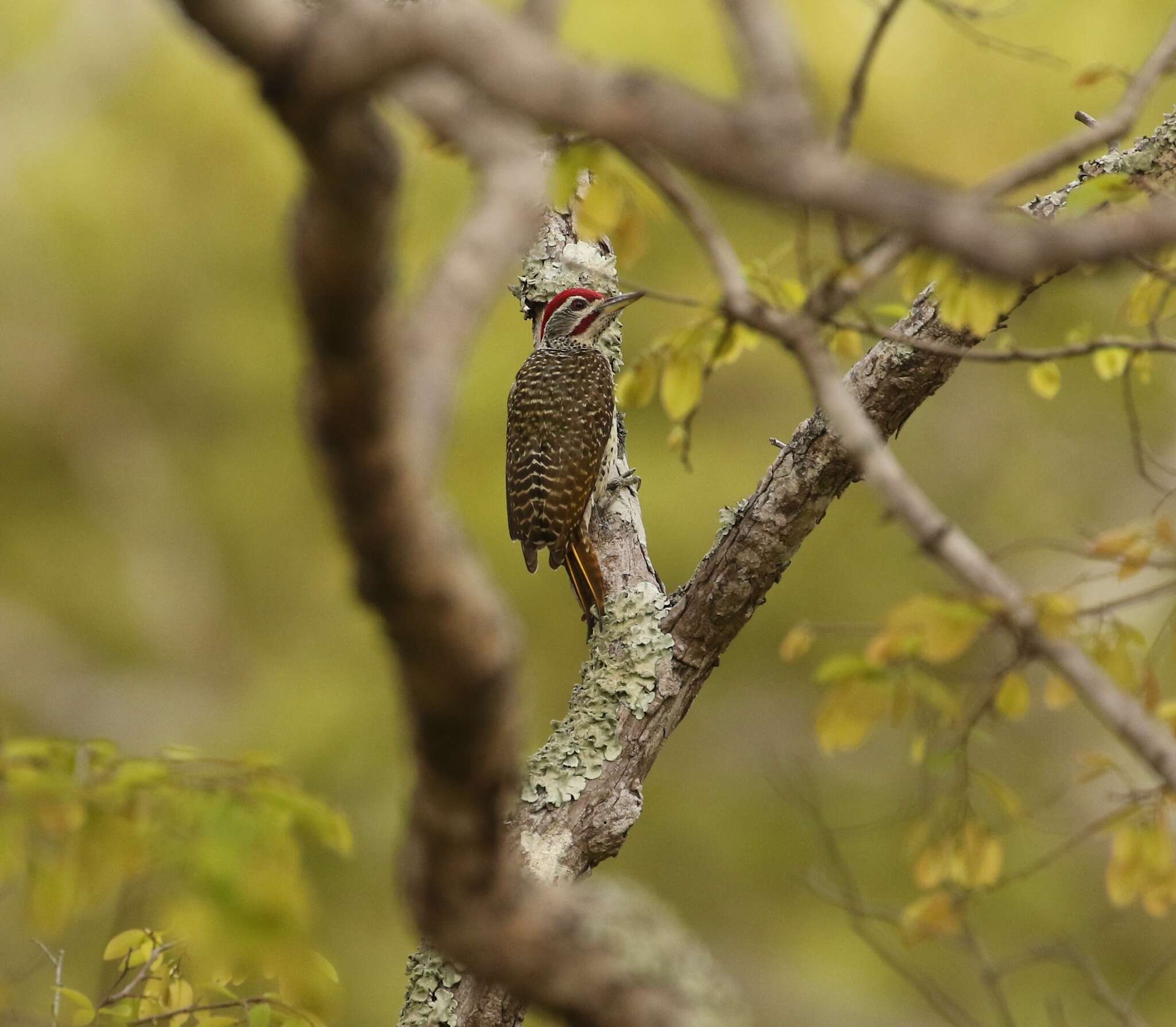 Image of Speckle-throated Woodpecker