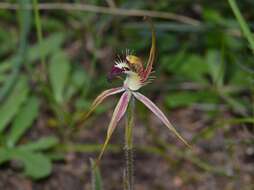 Image of Caladenia hoffmanii Hopper & A. P. Br.