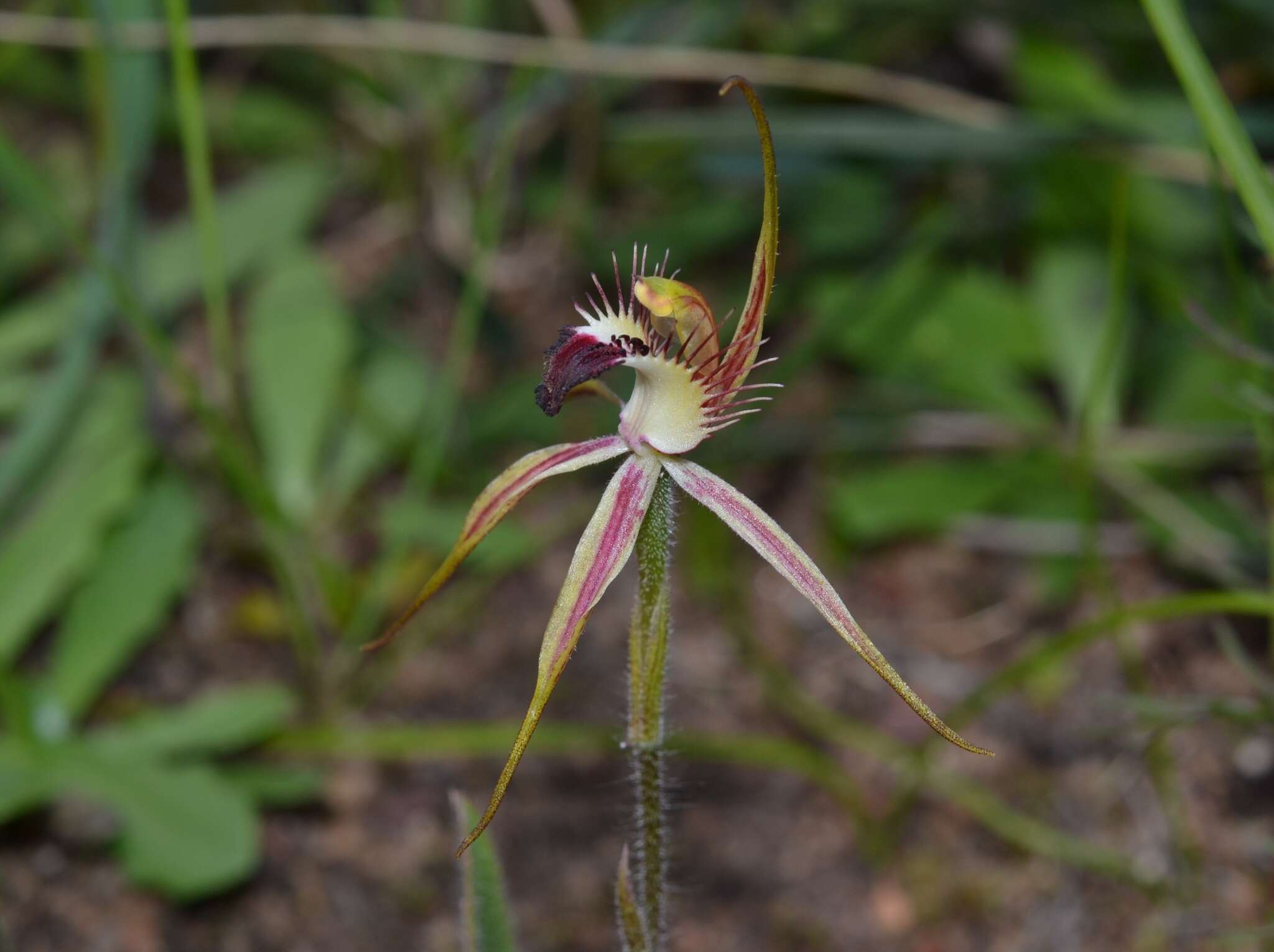 Image of Caladenia hoffmanii Hopper & A. P. Br.