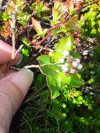 Photinia floribunda (Lindl.) K. R. Robertson & J. B. Phipps的圖片