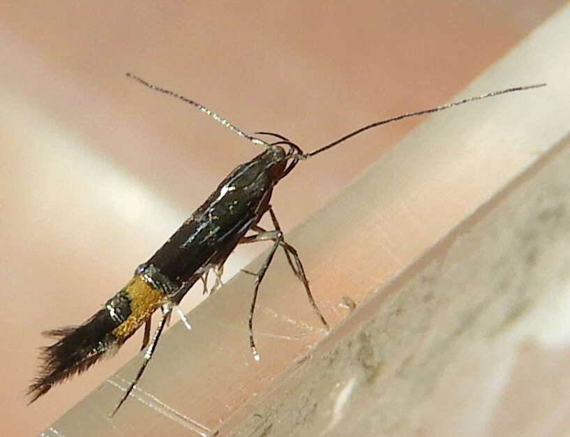 Image of Cosmopterix montisella Chambers 1875