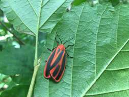 Image of Scarlet-winged Lichen Moth