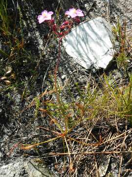 Image of Drosera ramentacea Burch. ex DC.