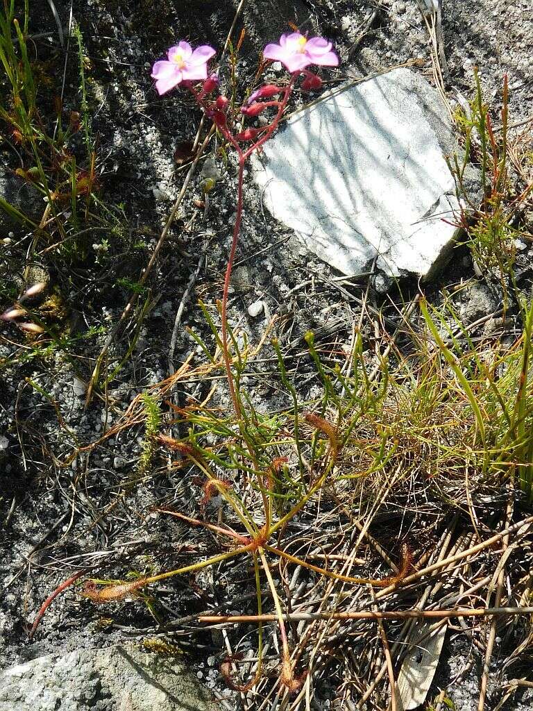 Drosera ramentacea Burch. ex DC.的圖片