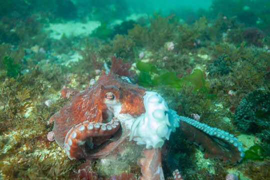 Image of Enteroctopus megalocyathus (Gould 1852)