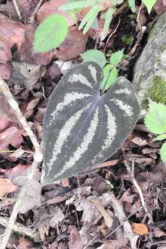 Image of Dioscorea cyanisticta J. D. Sm.