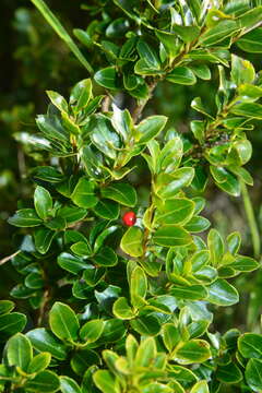 Sivun Ilex yunnanensis var. parvifolia (Hayata) S. Y. Hu kuva