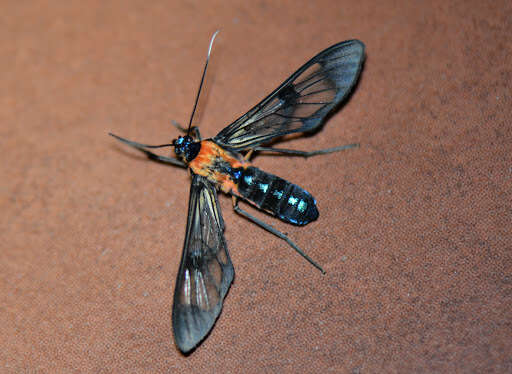 Image of Cosmosoma impar Walker 1854