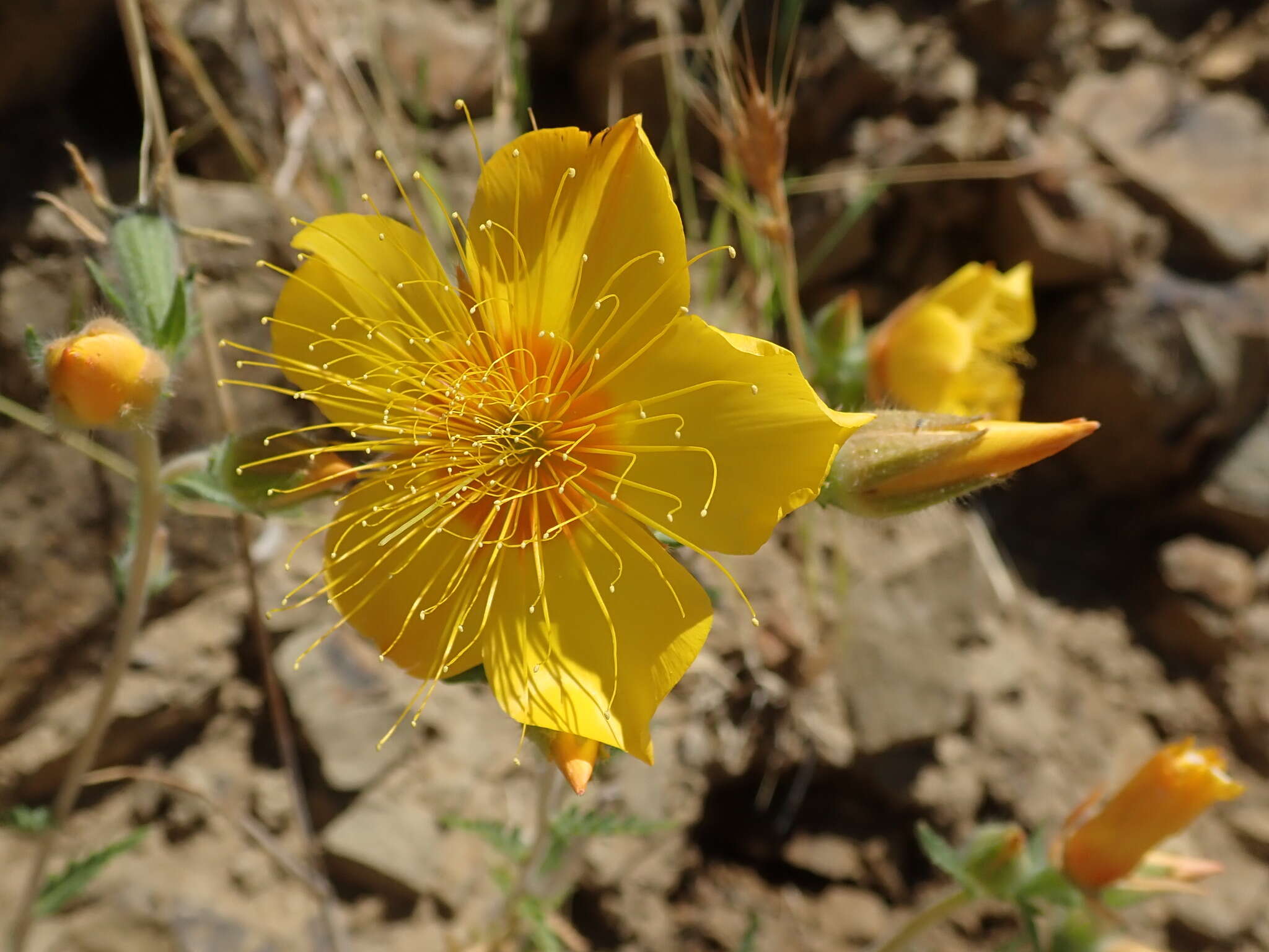 Image of Lindley's blazingstar