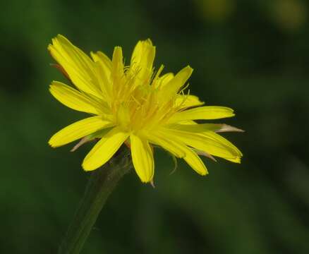 Image of Scorzonera villosa subsp. villosa