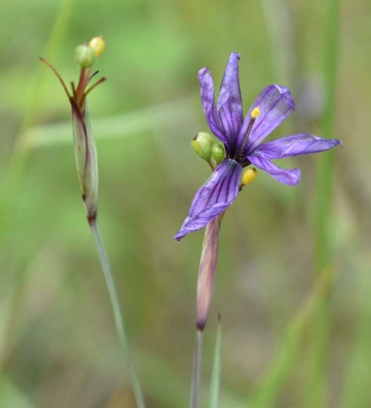 Image of Hitchcock's Blue-Eyed-Grass