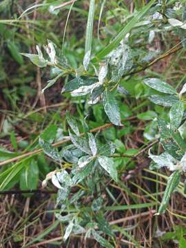 Image of Salix lapponum L.