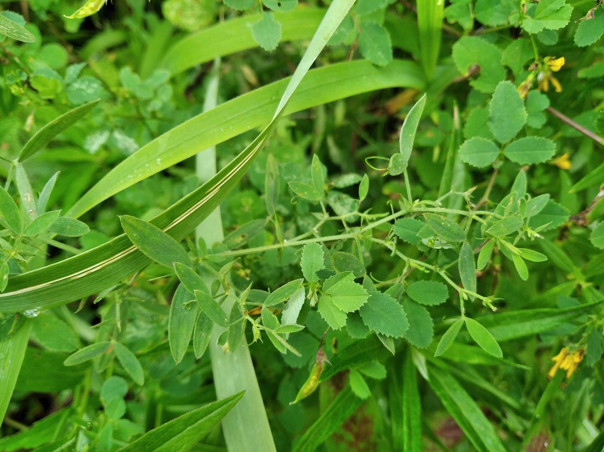 Plancia ëd Medicago platycarpa (L.) Trautv.