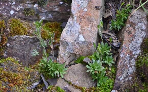 Image of Draba sekiyana Ohwi