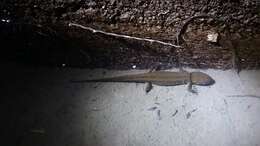 Image of Mexican black-spotted newt