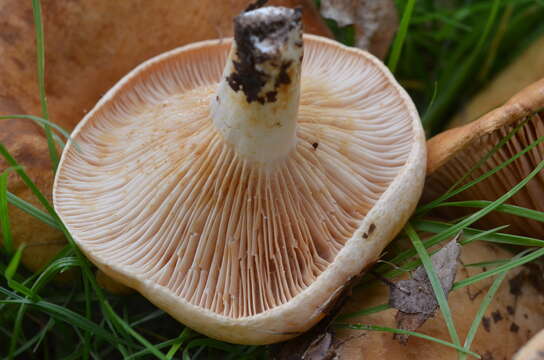 صورة Lactarius acerrimus Britzelm. 1893