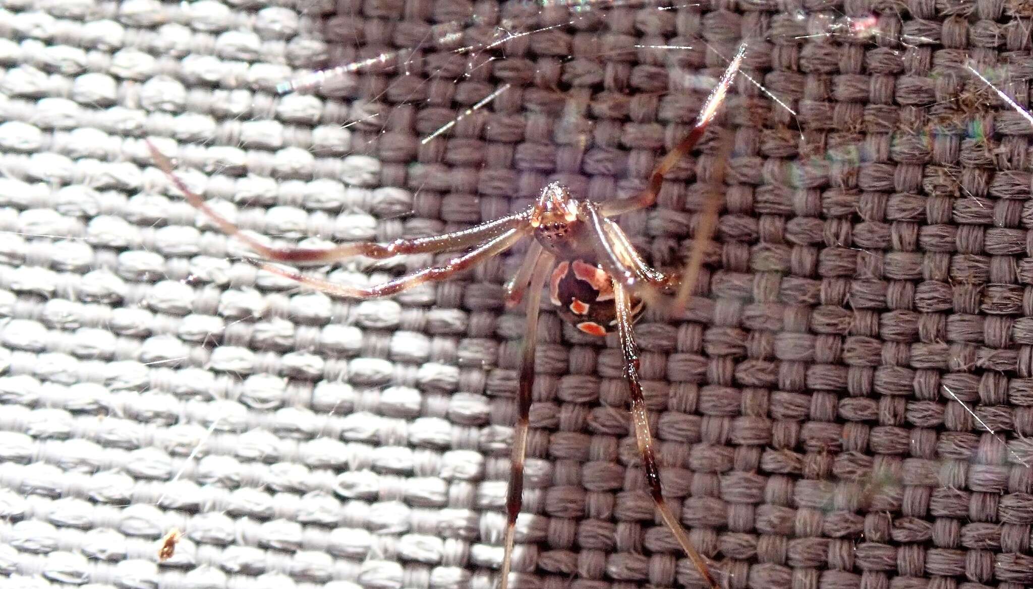 Image of Redback spider