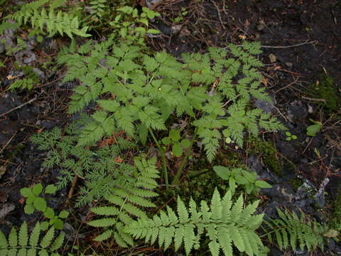 Image of eastern hemlockparsley