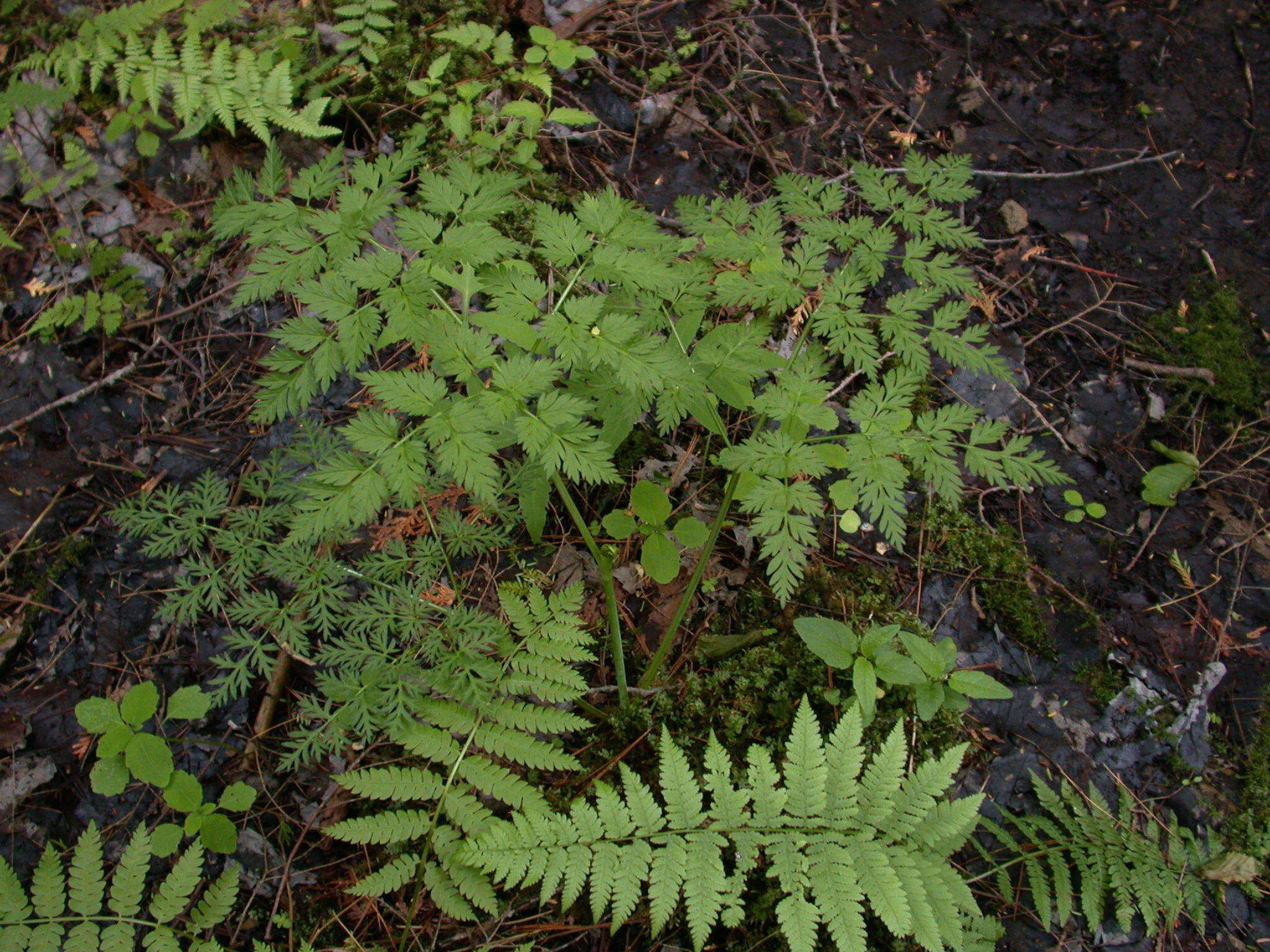 Imagem de Conioselinum chinense (L.) Britton, Sterns & Poggenb.