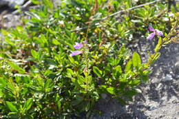 صورة Penstemon cardwellii Howell